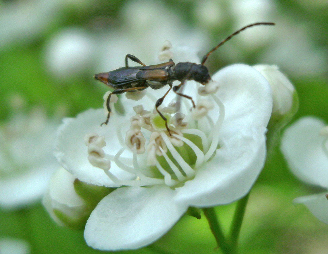 Cerambycidae? o Staphylinidae?  Cerambycidae: Brachypteroma ottomanum